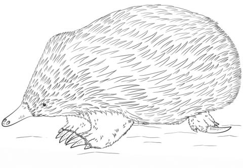 Echidna Coloring page