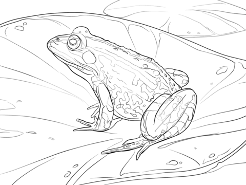 Edible Frog Coloring page