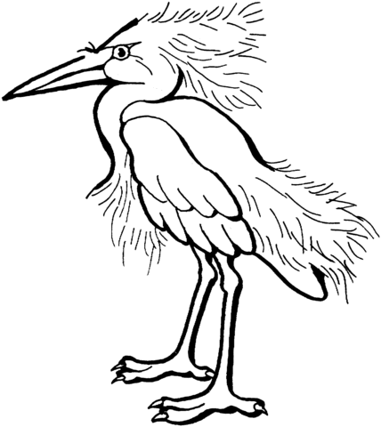 Snowy Egret Coloring page