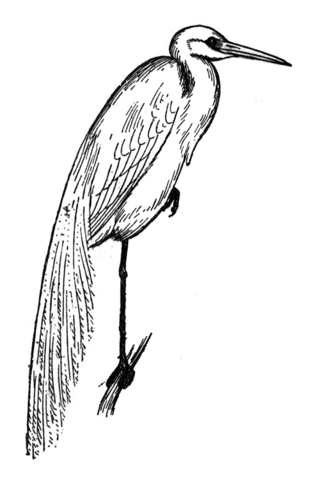 Great Blue Heron Coloring page