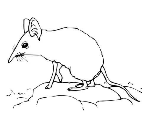 Elephant Shrew Coloring page