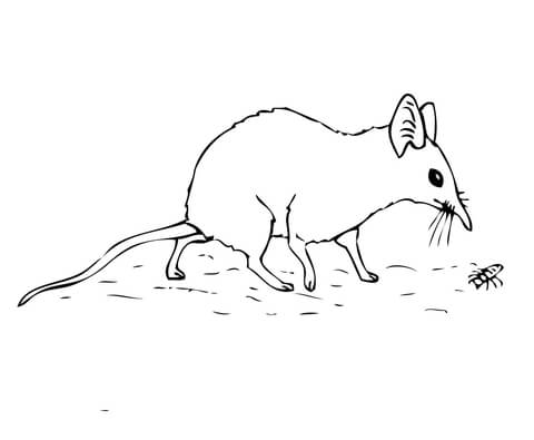 Elephant Shrew or Jumping Shrew Coloring page