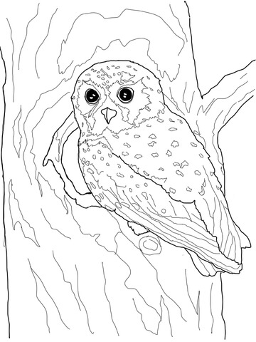 Elf Owl Coloring page
