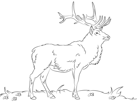 Elk Coloring page