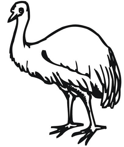 Emu Bird  Coloring page