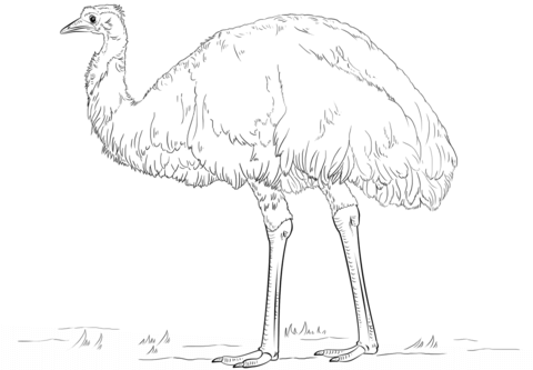 Emu Coloring page