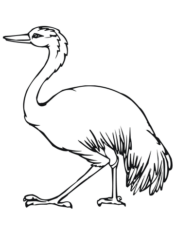 Emu the Largest Bird in Australia Coloring page