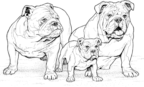 English Bulldogs with Puppy Coloring page