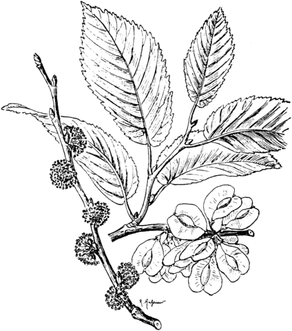 English or Common Elm Branchlet Coloring page
