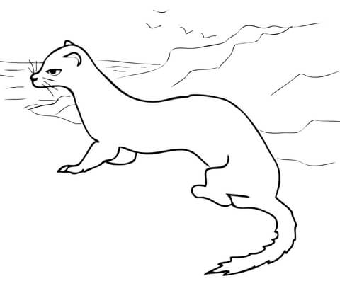 Ermine Coloring page