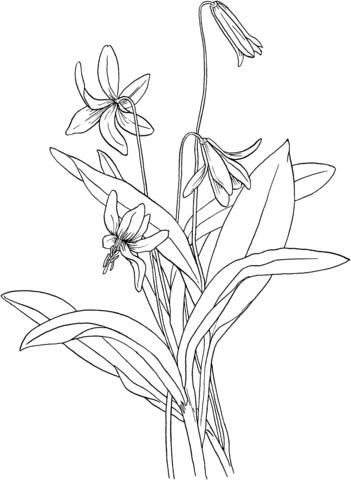 Erythronium Americanum or Trout Lily Coloring page