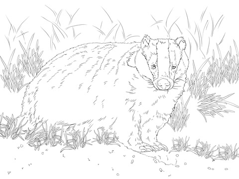 European Badger Coloring page