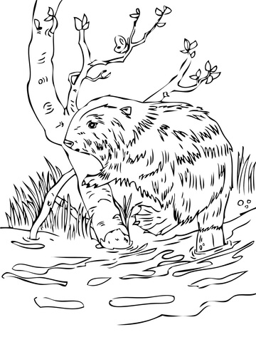 European Beaver Coloring page