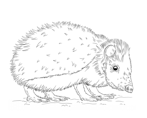 European Hedgehog Coloring page