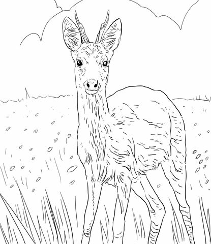 European Roe Deer Coloring page