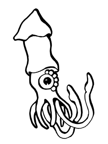 European Squid Coloring page