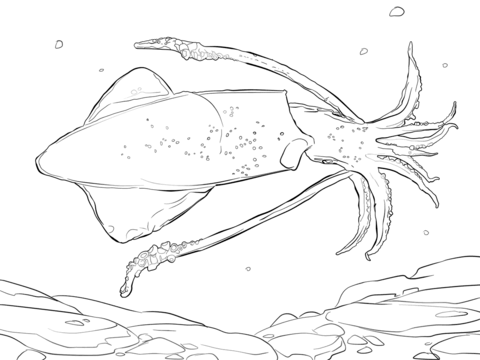 Common squid Coloring page