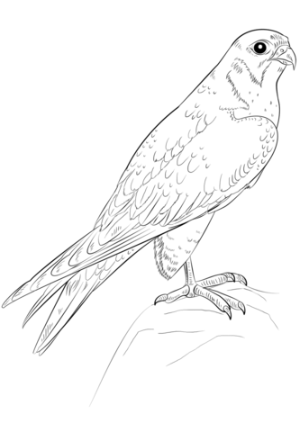 Peregrine falcon Coloring page