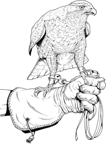 Hunting falcon Coloring page