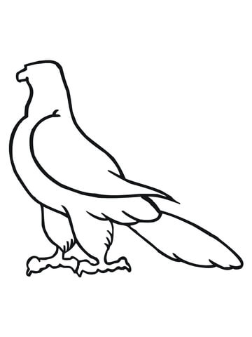 Falcon Outline Coloring page