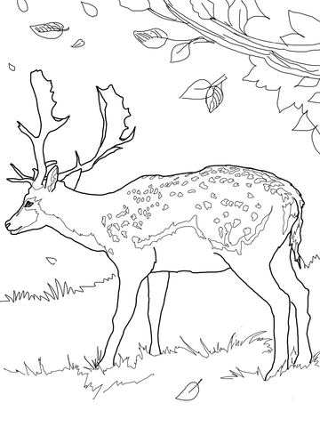 Fallow Deer Coloring page