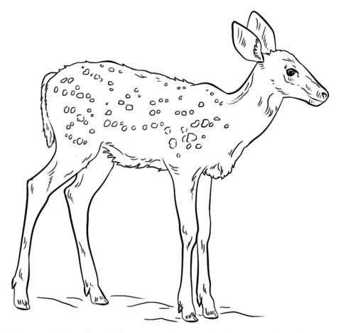 Fawn Coloring page
