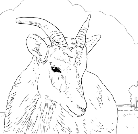 Female Big Horn Sheep Coloring page