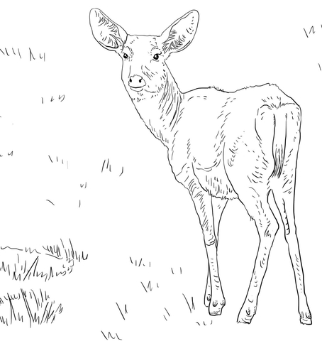 Female Mule Deer Coloring page