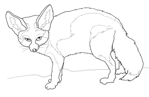 Fennec Fox Coloring page