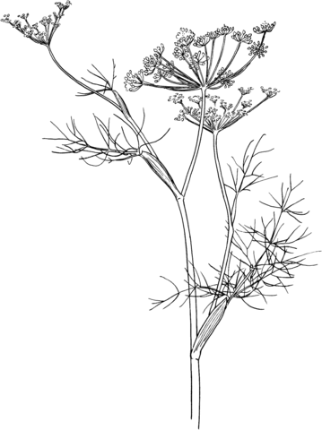 Fennel Coloring page