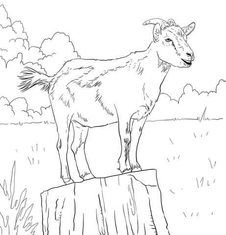 Realistic Domestic Goat Coloring page