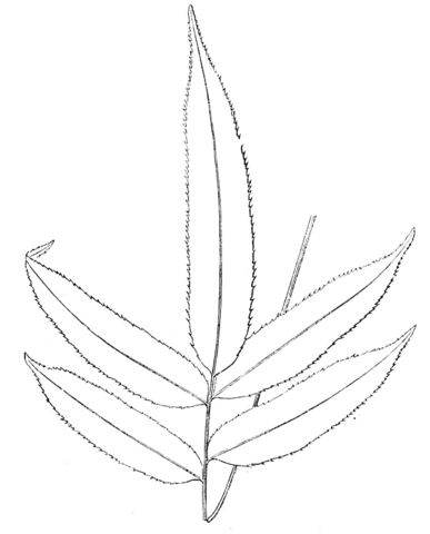 Fern branch Coloring page
