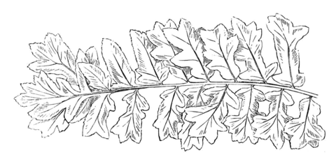 Fern Coloring page