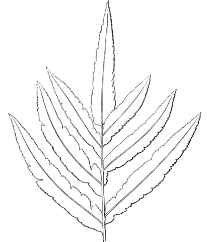 Fern  Coloring page
