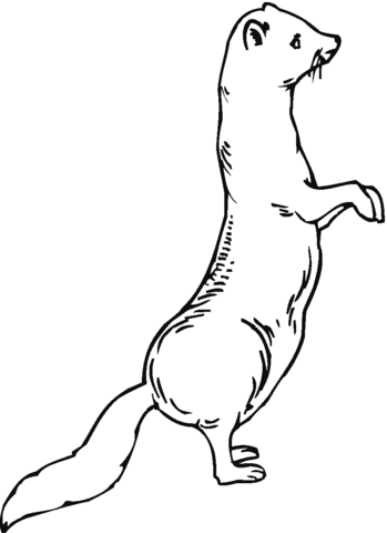 Ferret 22 Coloring page