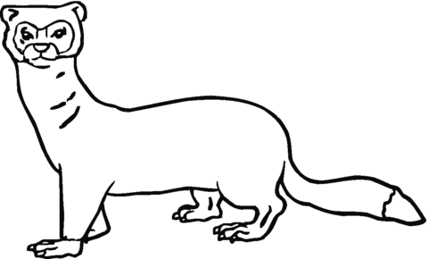 Ferret 4 Coloring page