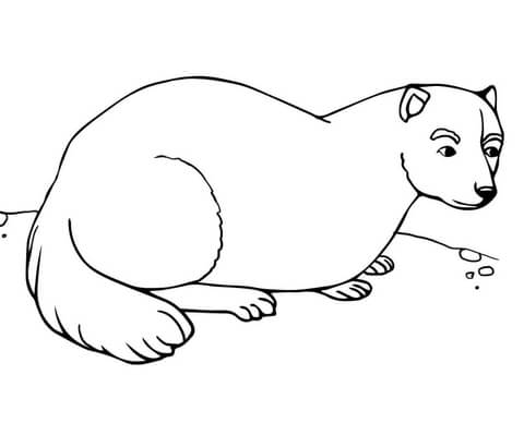 Ferret Coloring page