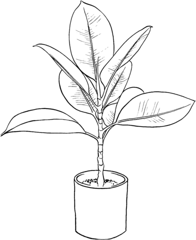Ficus 2 Coloring page