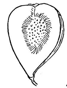 Fig 1 Coloring page