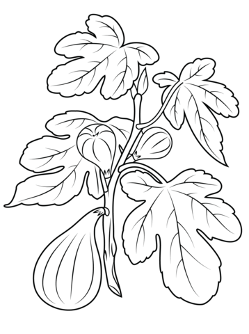 Fig plant Coloring page