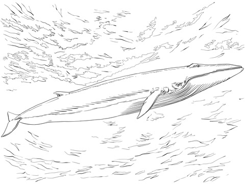 Fin or Finback Whale Coloring page
