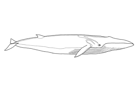 Fin Whale Coloring page