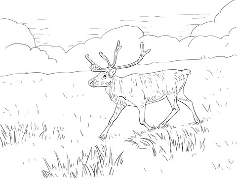 Finnish Forest Reindeer Coloring page