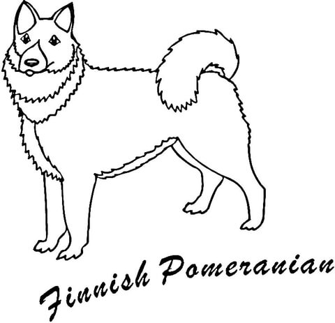 Finnish Pomeranian  Coloring page