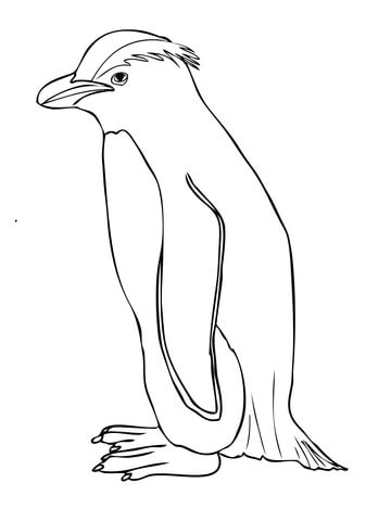 Fiordland Penguin Coloring page