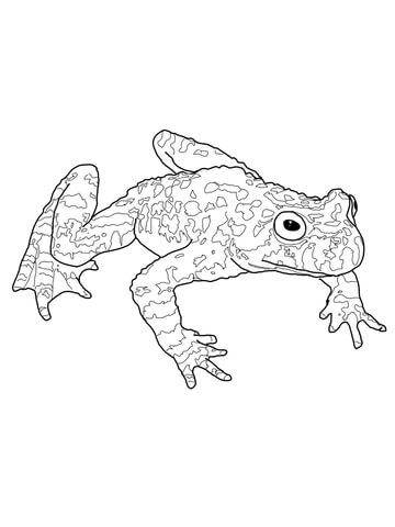 Fire Belly Toad Coloring page