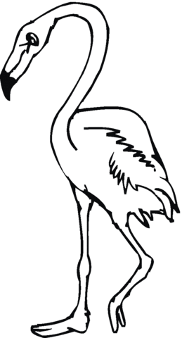 Flamingo bird Coloring page