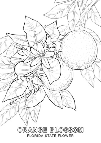 Florida State Flower Coloring page