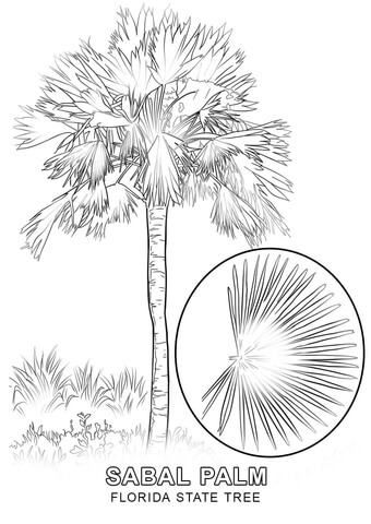 Florida State Tree Coloring page