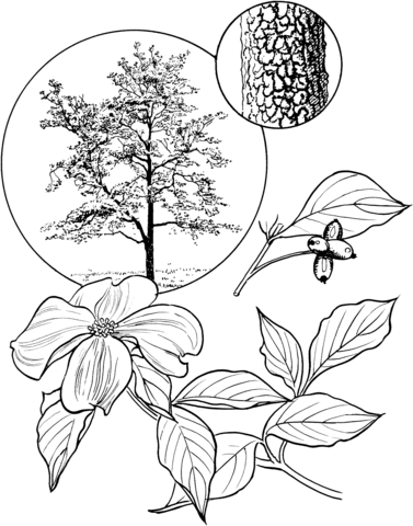 Flowering Dogwood Tree Coloring page